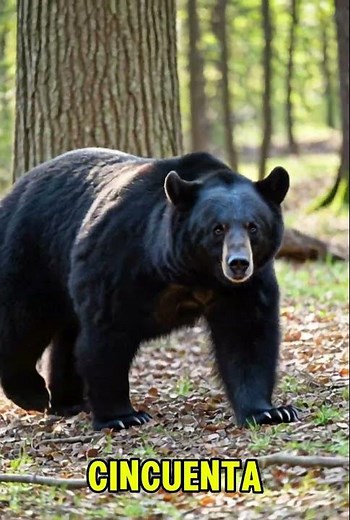 Oso negro americano (Ursus americanus)