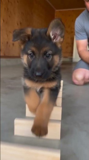 The Incredible Focus of This Talented German Shepherd#GermanShepherd #SmartDogs