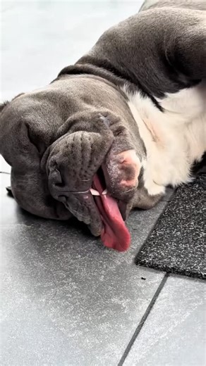 🐶 El Mundo de Tobby | Pet Shop Quilicura on Instagram: "¿Buscas ese alimento específico que nadie más tiene en Quilicura? 🕵️‍♂️🐾 . En El Mundo de Tobby nos especializamos en lo que otros ignoran. Sabemos que cada perro y cada gato es un mundo, con necesidades, tamaños y patologías distintas . ✨ POR QUÉ SOMOS TU MEJOR OPCIÓN: ✔️ Exclusividad Real: Trabajamos con marcas de alta gama y líneas especializadas que no encontrarás en otras tiendas de la comuna ✔️ Salud y Prevención: Alimentos medicad