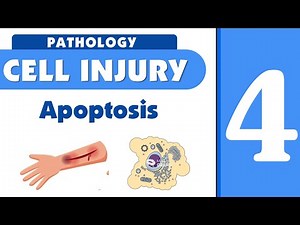 Cell injury lecture 4 : Apoptosis
