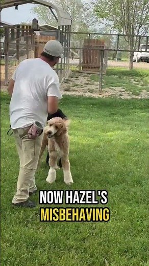 Off Leash Recall: Why Your Dog Won’t Come and How to Fix It