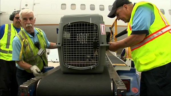 New CDC rules for flying with dogs go into effect
