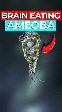 The True Story of the Brain Eating Amoeba