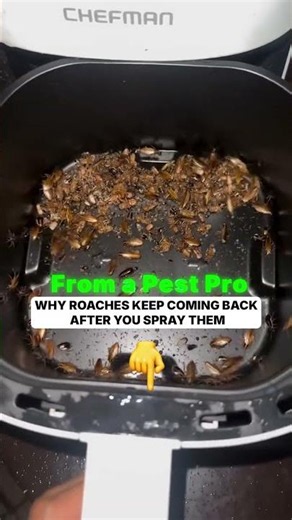 🪳 From a Pest Pro: Why roaches keep coming back after you spray them.