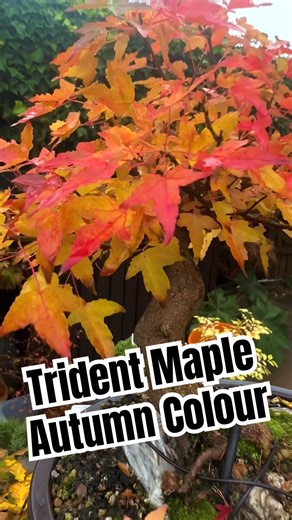 Trident Maple Autumn Colour