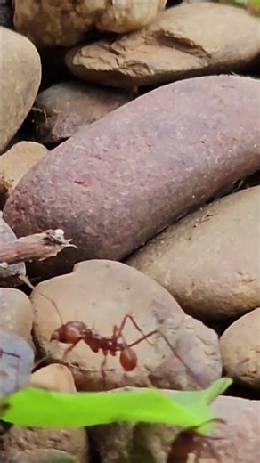 Tiny but mighty: Up close with Belize’s hardest workers! 🐜