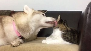 47K views · 5K reactions | Rosie is all grown up and in her teenager phase, but Lilo still loves her all the same #liloandrosie | Lilo The Husky | Facebook