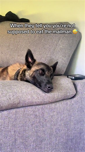 Understanding Malinois Behavior Issues and Solutions