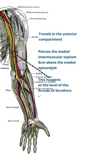 Path of the Ulnar Nerve | Ulnar Nerve Anatomy