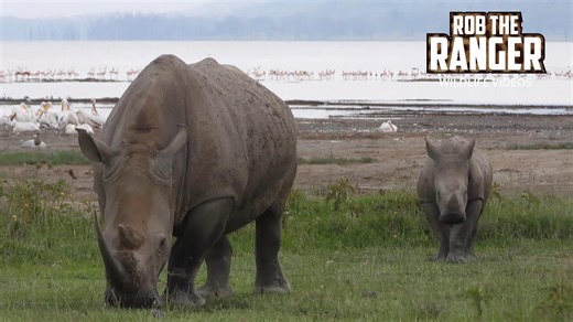 White rhino mother and calf roam peacefully at Lake Nakuru