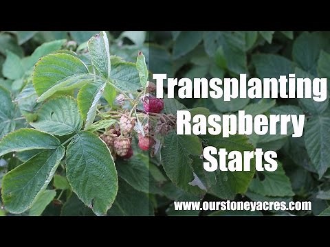 Gardening Tips: Transplanting Raspberries (Ep 9)