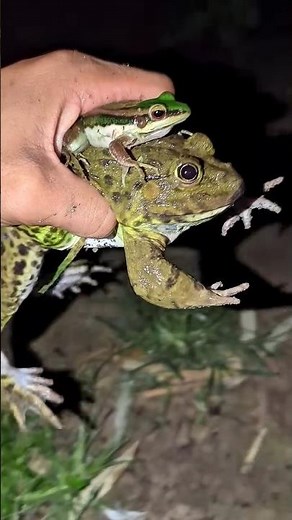 Wep Wep the Frogs Funny | Funny Frogs | Funny Animal | Funny Bullfrog | Funny Toad | Frog Jump