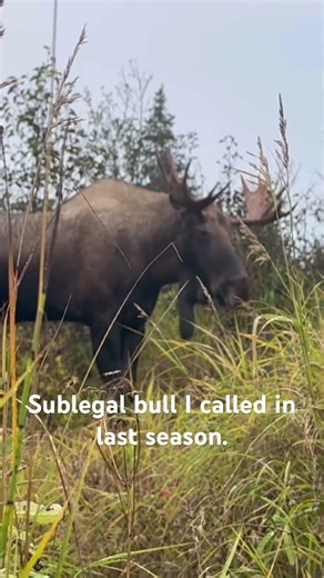 Calling in Moose Homer Alaska. #bowhunting #alaska