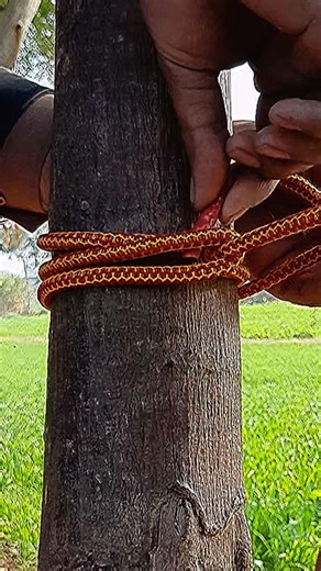 🔥How to Tie a Strong Rope Knot Around a Tree | Easy 2 Loop Knot Trick #StrongKnot #LifeHacks #DIY