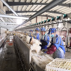 [Hot Item] Reliable Chicken Processing Machinery for Global Poultry Businesses