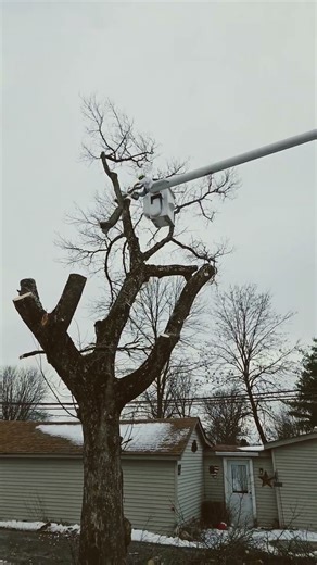 “Going Vertical: Tall Tree Trim in the Bucket”