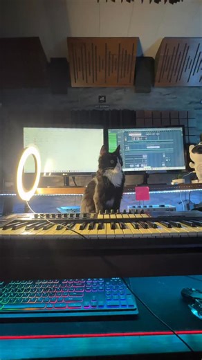 lil Lily 🐈‍⬛ on Instagram‎: "اخر میوکشه مارو توو خودش کت شلواری 😂 @lady_liilly بقیه پستارو هم ببین خوشت اومد دخترو فالو کن که کلیپاشو از دست ندی 🫶🏻❤️ @lady_liilly #گربه #گربه_ملوس #گربه_خانگی #گربه_من #گربه_بامزه #لیلی"‎