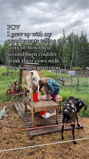 And when Marius saw the price on a case of goats milk formula 🥴 hes like, find some goats!! . Now im nursing our 6th baby…but he was spitting up a lot, so i switched to goats milk and it stopped in a day . We werent sure if we were keeping the goats, but im sure glad we did so i still have lots of fresh raw milk on tap 🙌 . Its funny because people go to great lengths to keep goats milk tasting mild. Speed chill, special feed, no buck around etc…were casual (yet clean and practical of course!) 