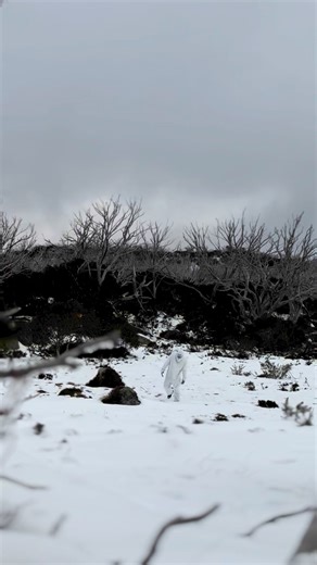 Out today filming for WHATS UP DOWNUNDER and saw this, I have no expectation, what do you think it is? | Macca