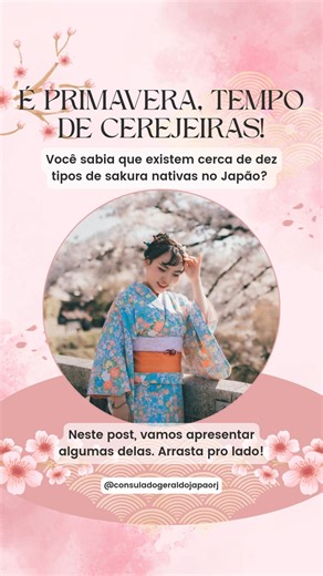 1K views · 29 reactions | É primavera no Japão, época das cerejeiras em flor! Você sabia que existem cerca de 10 tipos de sakura (cerejeira) nativas no Japão? Neste post, vamos apresentar algumas delas. Arrasta pro lado e conheça mais sobre esta flor tão representativa! | Consulado Geral do Japão no Rio de Janeiro | Facebook