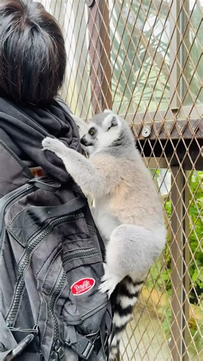 Animal lover#animals #animallife #animallovers #animalvideos