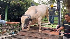 2.1M views · 20K reactions | Sapi raksasa belgian unik turun dari truk kp | Pesona wisata kita | Facebook