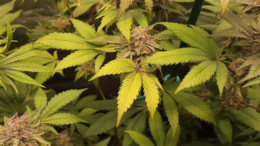 55 reactions | Gelato 33 clones 華 at flower week 8 day 50 +20 veg ...