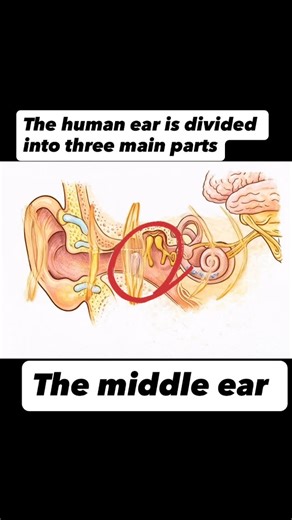 Judy School on Instagram: "What are the 3 main parts of the human ear? A. the outer, middle, inner eat B. Intro, body, outro ear C. Head, trunk, tail ear D. Frontal, Sagittal, transverse ear Outer Ear: Pinna, ear canal Middle Ear: Ear drum, ossicles (hammer, anvil, stapes), cavity Inner Ear: Oval window, semicircle ducts, cochlear, auditory tube #earanatomy #ear #quiz #anatomyquiz #biologyquiz"