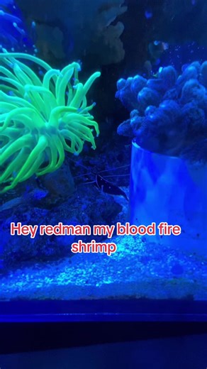 This little guy has been a staple in my tank for years, he’s survived 3 tank crashes multiple fish picking at him he’s my tanks MVP #saltwateraquarium #shrimp #reeftank #reeflife