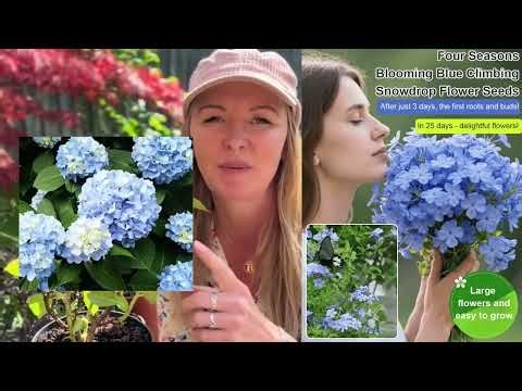 [Fragrant for thousands of miles] Four-season flowering blue snow flower climbing vine seeds