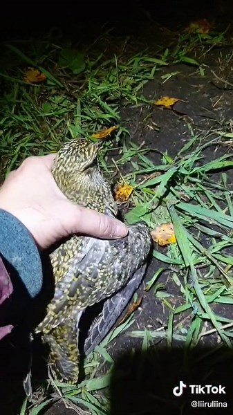 Beautiful Golden Plover Bird in Nature | Bird Ringing and Banding