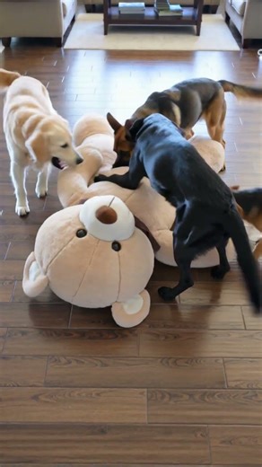 Dogs Vs Giant Teddy Bear 😂🐶 | Hilarious Dog Attack Gone Wrong! #shorts
