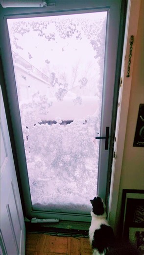 Mailbox Surprise: A Winter's Day in Staten Island