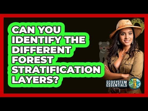 Can You Identify The Different Forest Stratification Layers? - Ecosystem Essentials