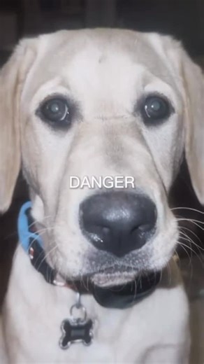 Zawg&Schlawg on Instagram: "Danger danger"