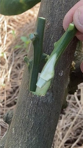 graft two lemon varieties onto one wild grapefruit tree.