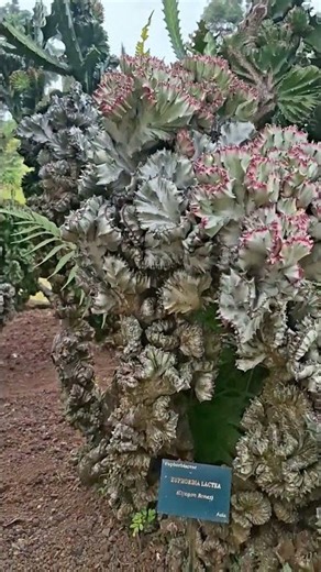 Tumbuhan - Kaktus Jengger atau Kaktus Karang