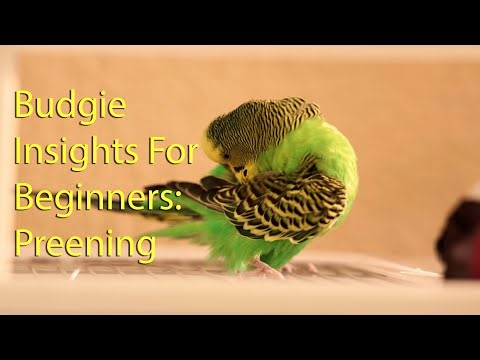 Budgie preening: Budgie Insights for Beginners [#1]