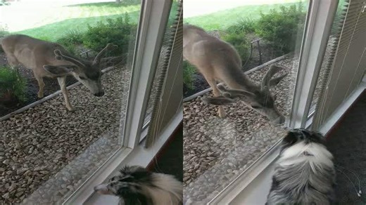When Your Dog Makes Friends With a Deer—Wait, What?