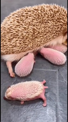 1.9M views · 42K reactions | Baby hedgehogs eating sound. It is surprisingly loud! Did you expect that noise? #hedgehog | The Daily Hedgehog Show | Facebook