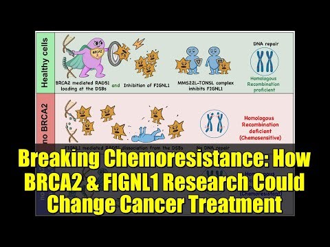 Breaking Chemoresistance: How BRCA2 & FIGNL1 Research Could Change Cancer Treatment