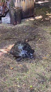 14K views · 509 reactions | It’s the first day of summer! ☀️ Here’s how we’re helping the animals in our care keep their “cool”. | Disney's Animals, Science and Environment | Facebook