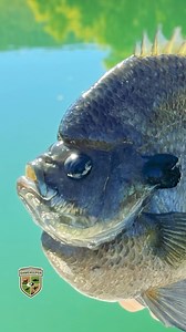 Tomorrow night 9/26 at 9 PM Eastern on the @outdoorchanneltv, Sarah Parvin explains how she and her father are attempting to grow a world record Bluegill in North Alabama. You have to see this to believe it. Gamekeeper Podcast # 97 has the whole story. You can also watch on @frndlytv @hulu @sling or the @fubotv | Mossy Oak GameKeepers