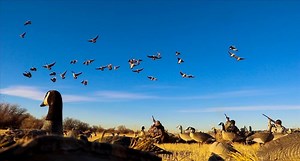 Early Goose Hunting Season Tips for Beginners