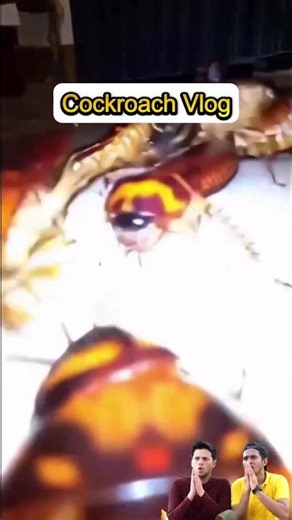 I Put a Tiny Camera on a Cockroach... (POV) 🪳