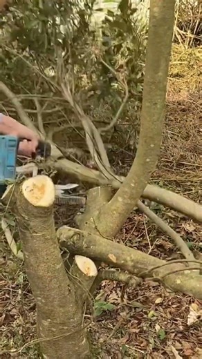 Electric Tree Cutting Machine | Fast & Satisfying Wood Cutting#TreeCutting#ElectricSaw#PruningSaw