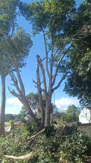 #danieltreefelling0613464939 #treecuttingdonwn #chainsawman #treetrimming #treepruning #treeremoval #woodcutt #grasscutting #logging | Daniel Tree Feller