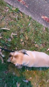 1.9K views · 489 reactions |  MR MCLOAF  Another 20 meter “waddle” up the street. But with a little bit more pizzazz & ZING!!!!  | "Paws for Thought" Rescue | Facebook