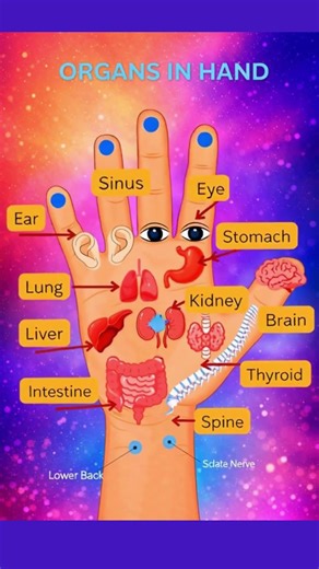 The Hidden Organ Map in Your Hands #shorts #acupressure