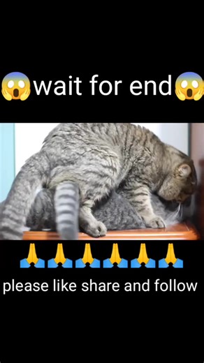 فيديوهات أنشأها Animal mating (@animal.mating6) باستخدام Funny - Gold-Tiger